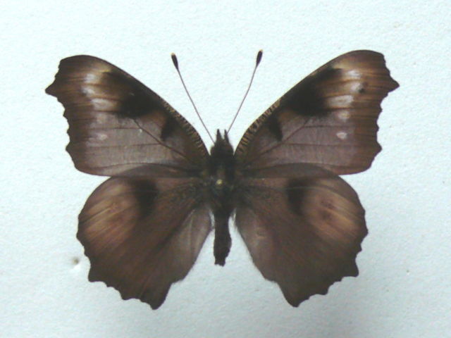 Aglais io (aberration7) Internet Image property of respective owner, non-commercial use only